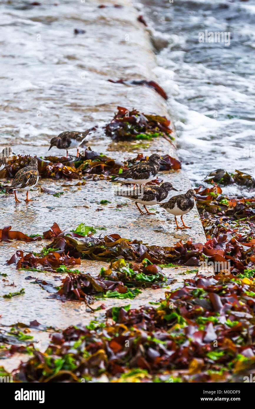 Un gregge di Turnstones wading dalla spiaggia mangiando insetti, di crostacei e di molluschi sulla South Devon Coast. Foto Stock