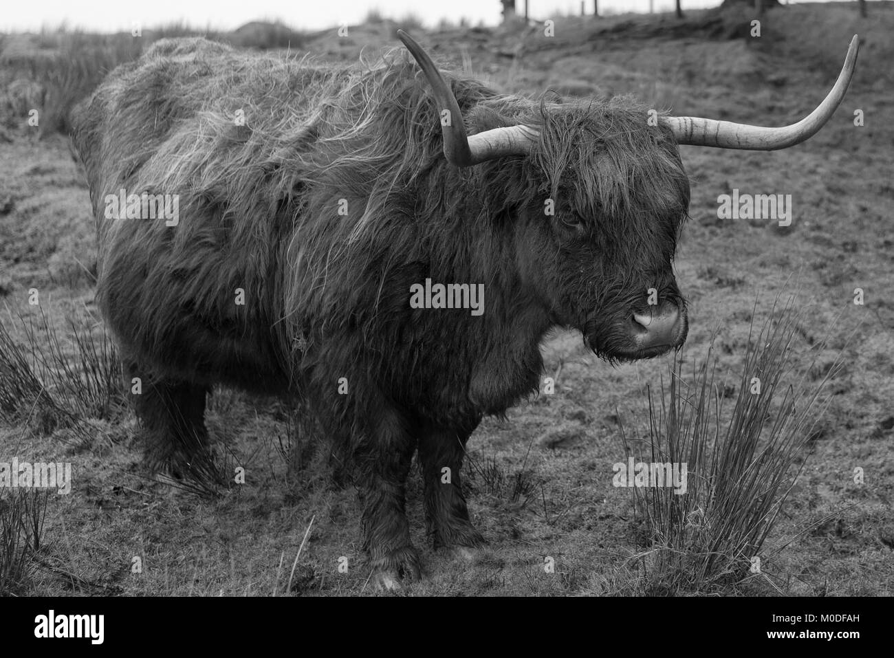 Highland mucca in Dartmoor Devon meridionale,UK. Foto Stock