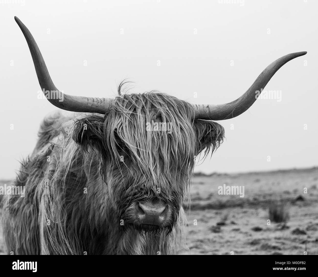 Highland mucca in Dartmoor Devon meridionale,UK. Foto Stock
