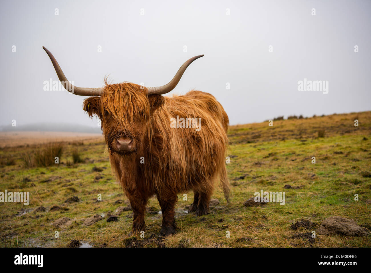 Highland mucca in Dartmoor Devon meridionale,UK. Foto Stock