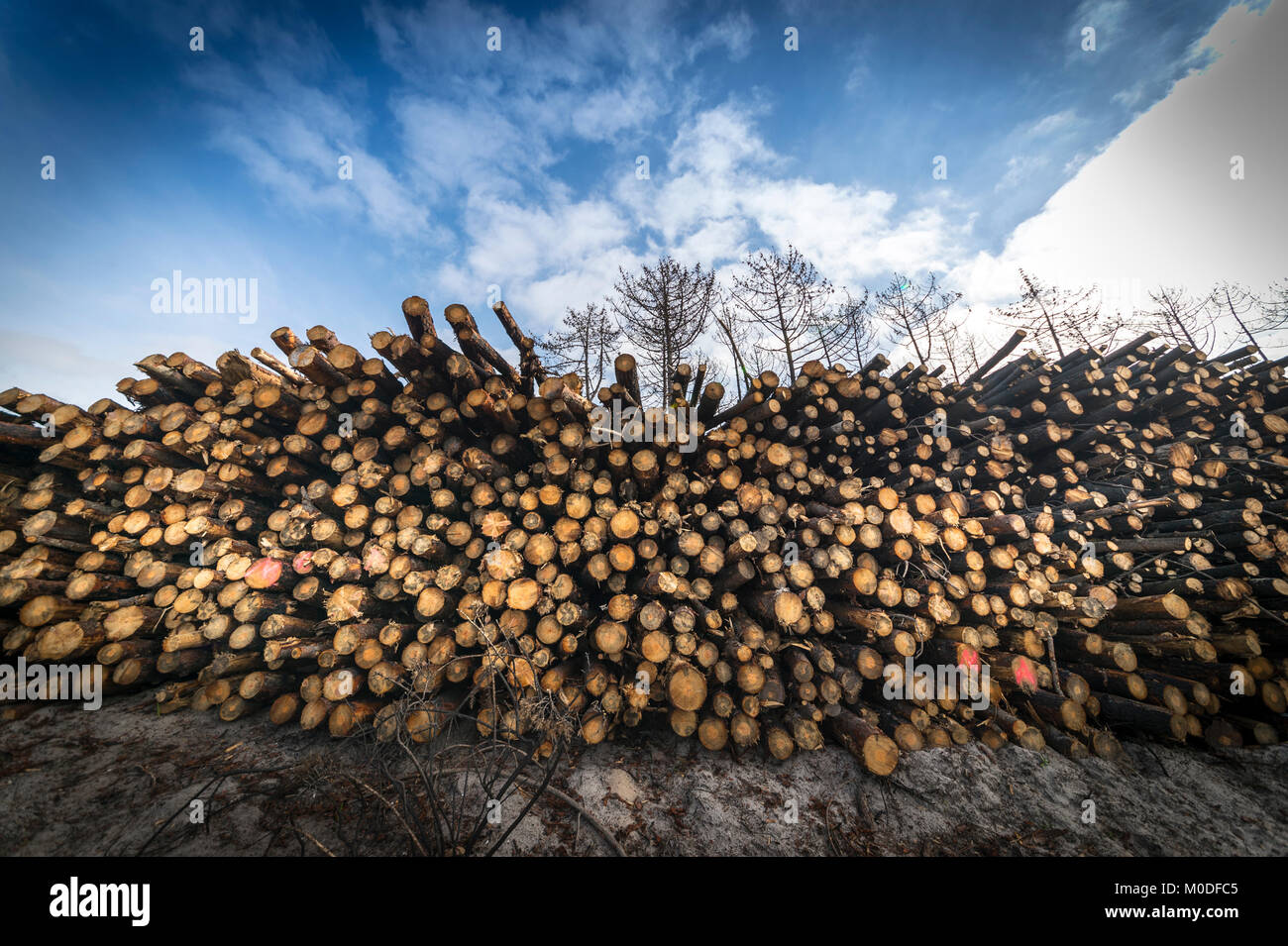 Pila di log tagliati, la deforestazione. Foto Stock