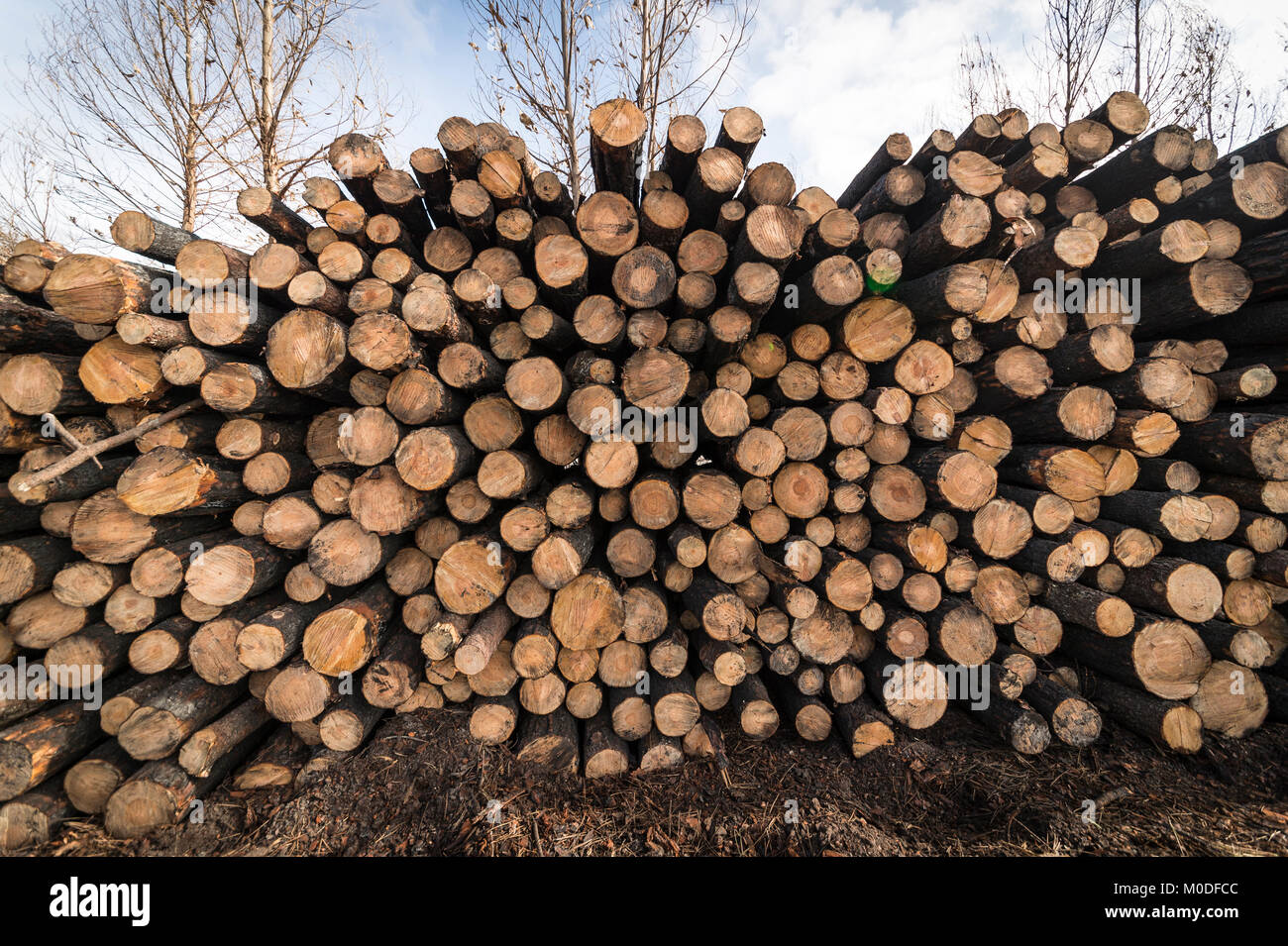 Pila di log tagliati, la deforestazione. Foto Stock