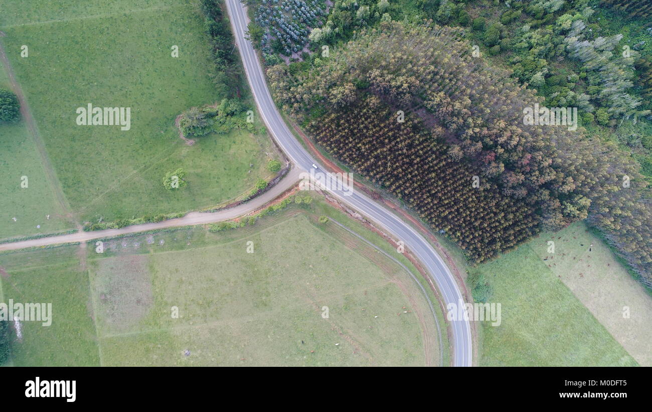 Eucaliptus foreste nel sud del Cile. Persone provenienti da questa zona l'uso di legna da ardere e case calde per l'inverno. Foto Stock