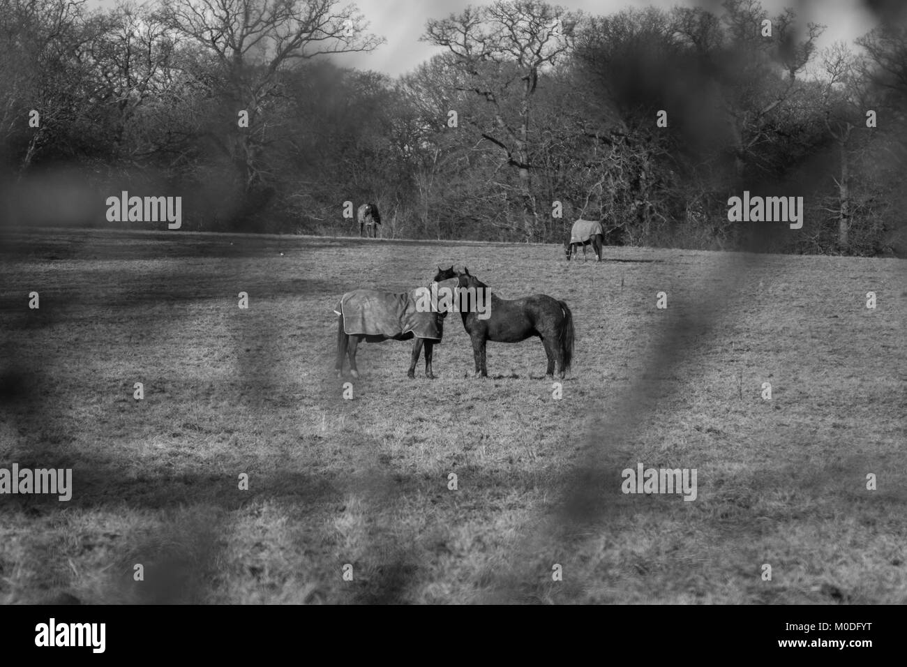 Due cavalli la condivisione di un momento insieme in un campo Foto Stock