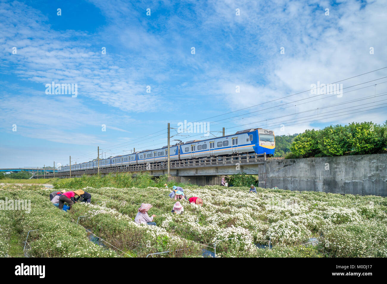 Treno che passa attraverso il campo del crisantemo Foto Stock
