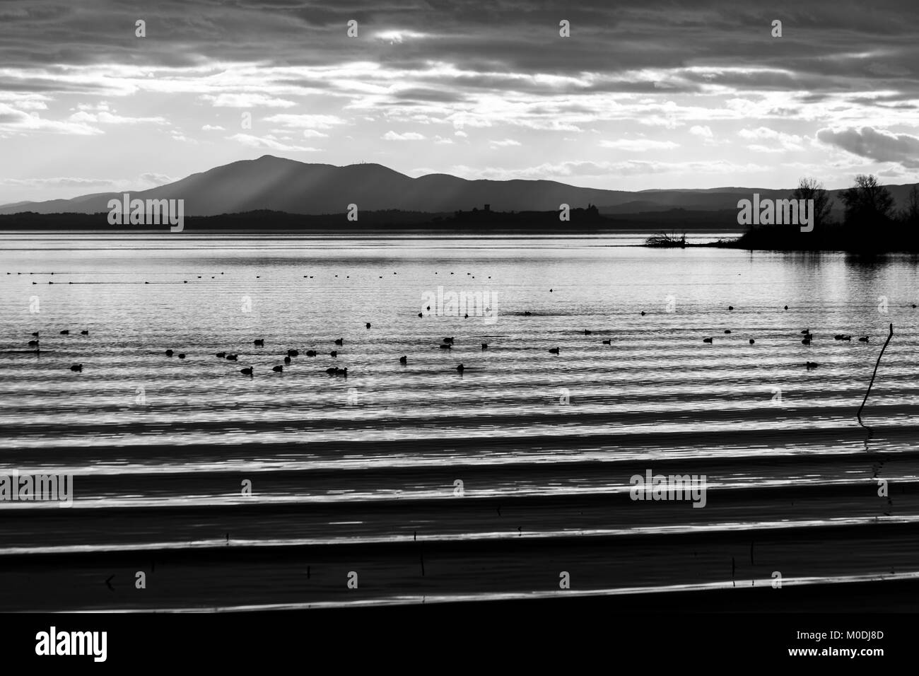 Bella e nitida acqua increspature sul lago Trasimeno (Umbria, Italia) al tramonto, con anatre e lontane colline Foto Stock