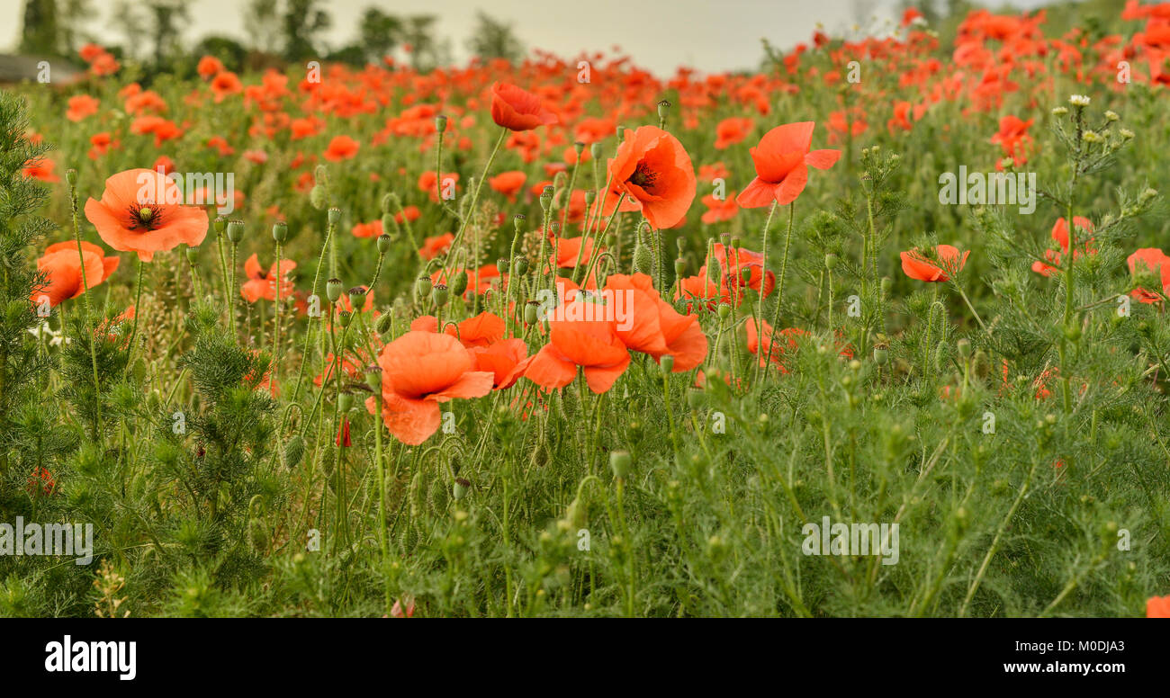 Fiori papaveri rossi blossom sul campo selvaggio. Bellissimo campo papaveri rossi con il fuoco selettivo. Papaveri rossi di luce soffusa. Di papavero da oppio. Radura di rosso popp Foto Stock