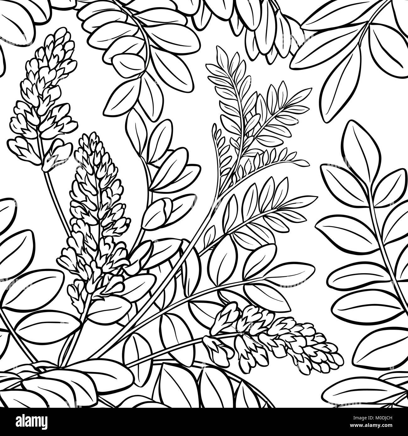 Impianto di liquirizia seamless pattern su sfondo bianco Illustrazione Vettoriale