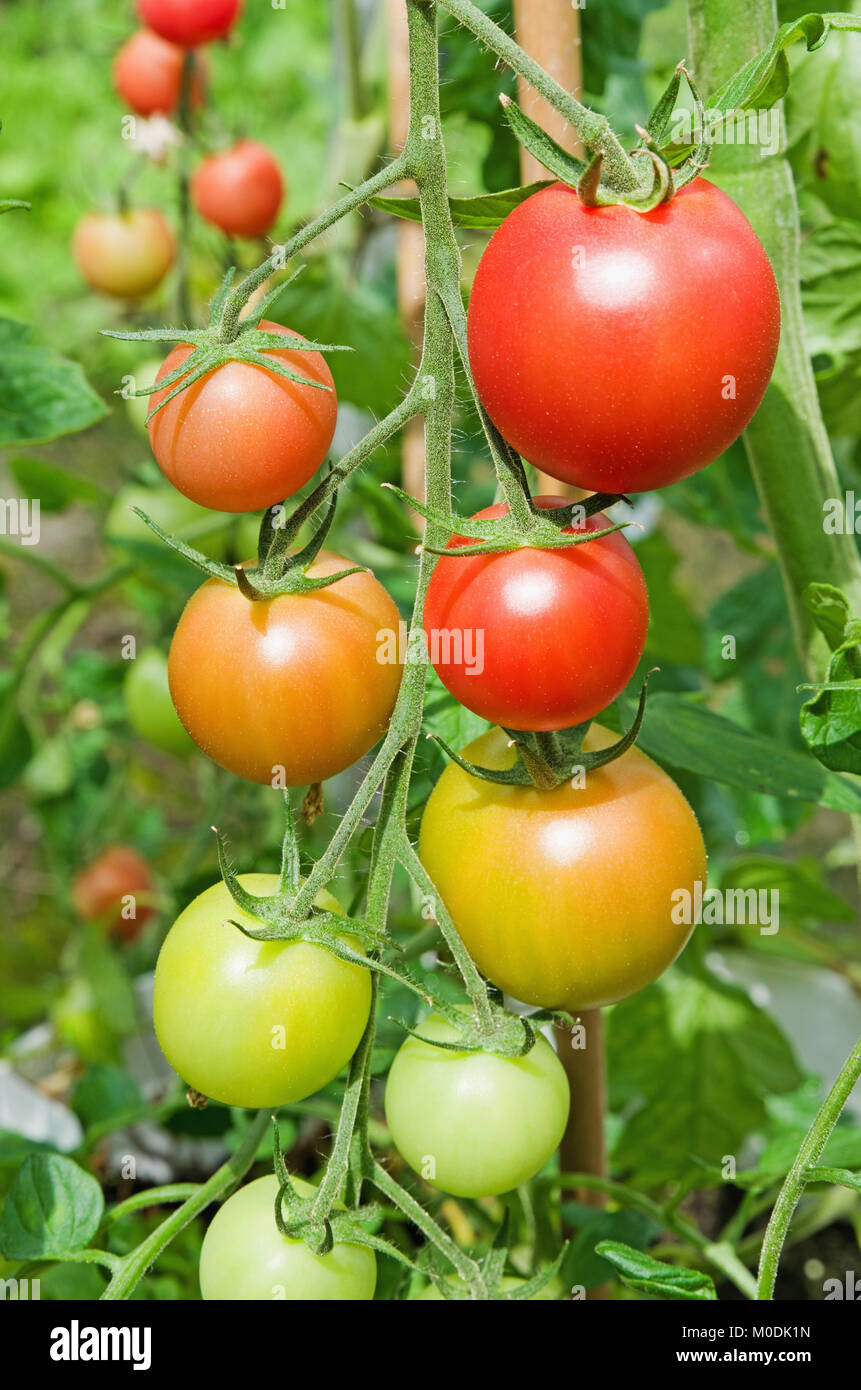 Architrave di ibrido F1 pomodori ciliegia varietà rosa incantatore maturazione sulla vite in serra domestica, Cumbria, England Regno Unito Foto Stock