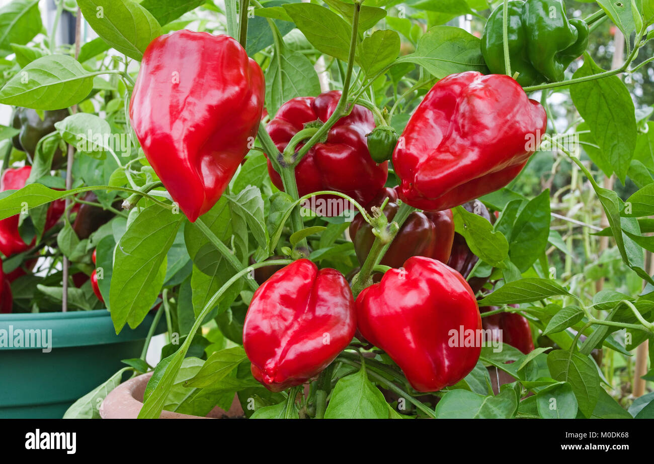 Dolce di peperoni rossi varietà a maturazione pellerossa nella luce del sole in vaso in serra domestica, Cumbria, England Regno Unito. Foto Stock