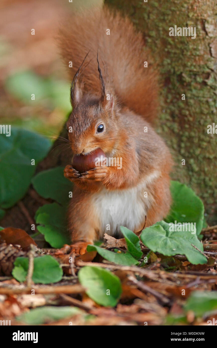 Scoiattolo rosso Scozia, Regno Unito. Foto Stock