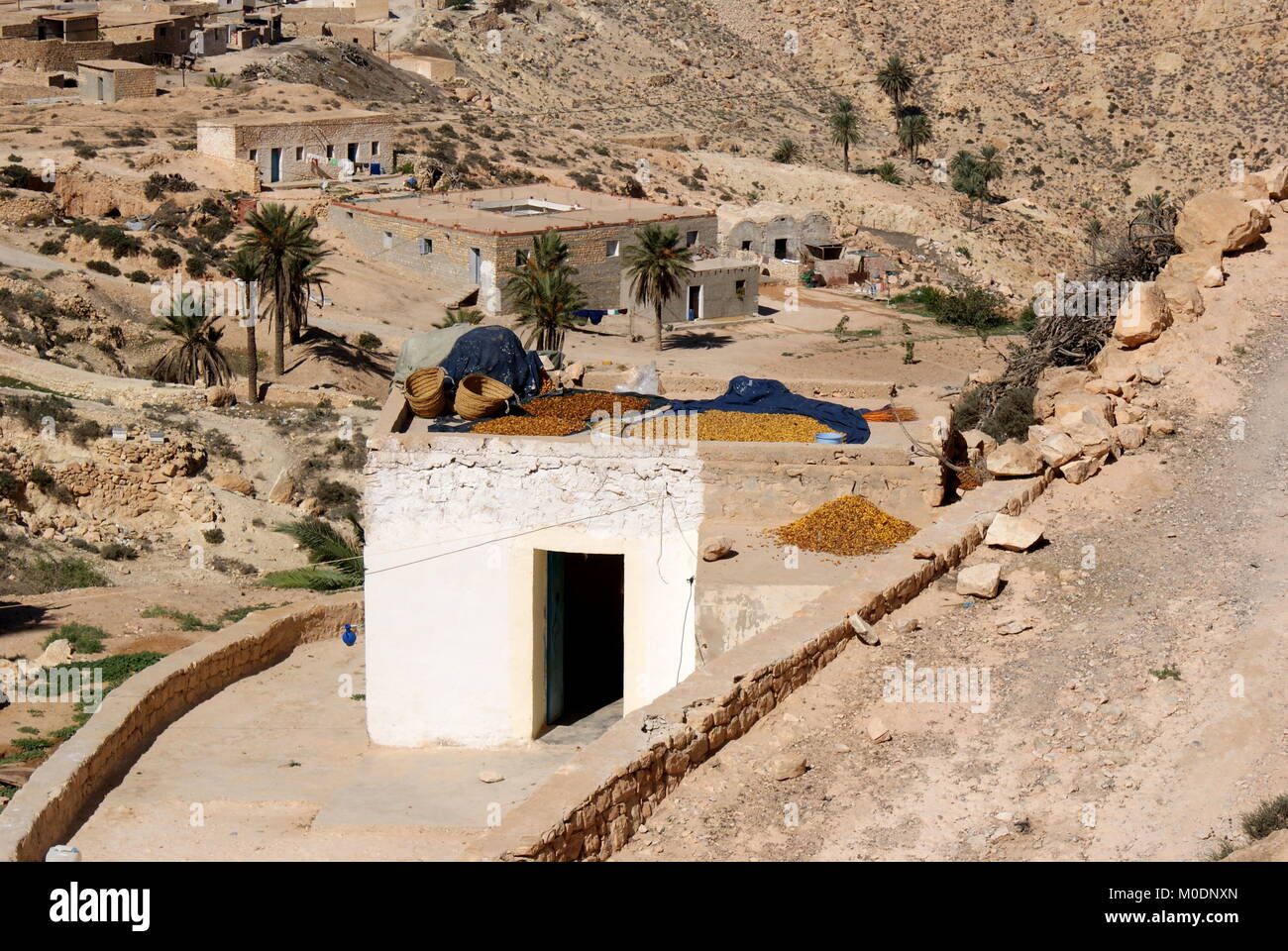 Datteri freschi in fase di maturazione il calore su una costruzione tetto,  Toujane, Gabes distretto, Tunisia Foto stock - Alamy