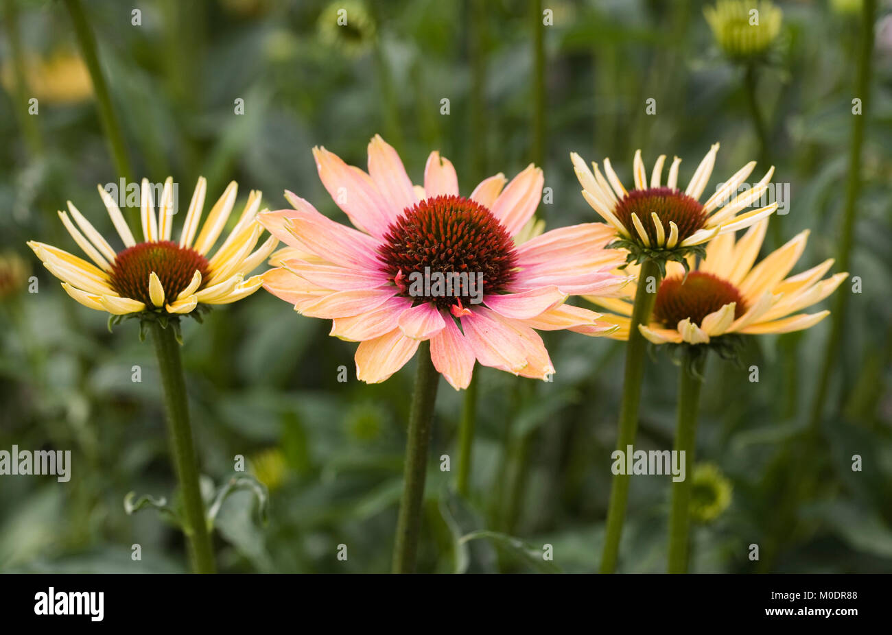 Echinacea purpurea 'Summer cielo' Fiori. Foto Stock