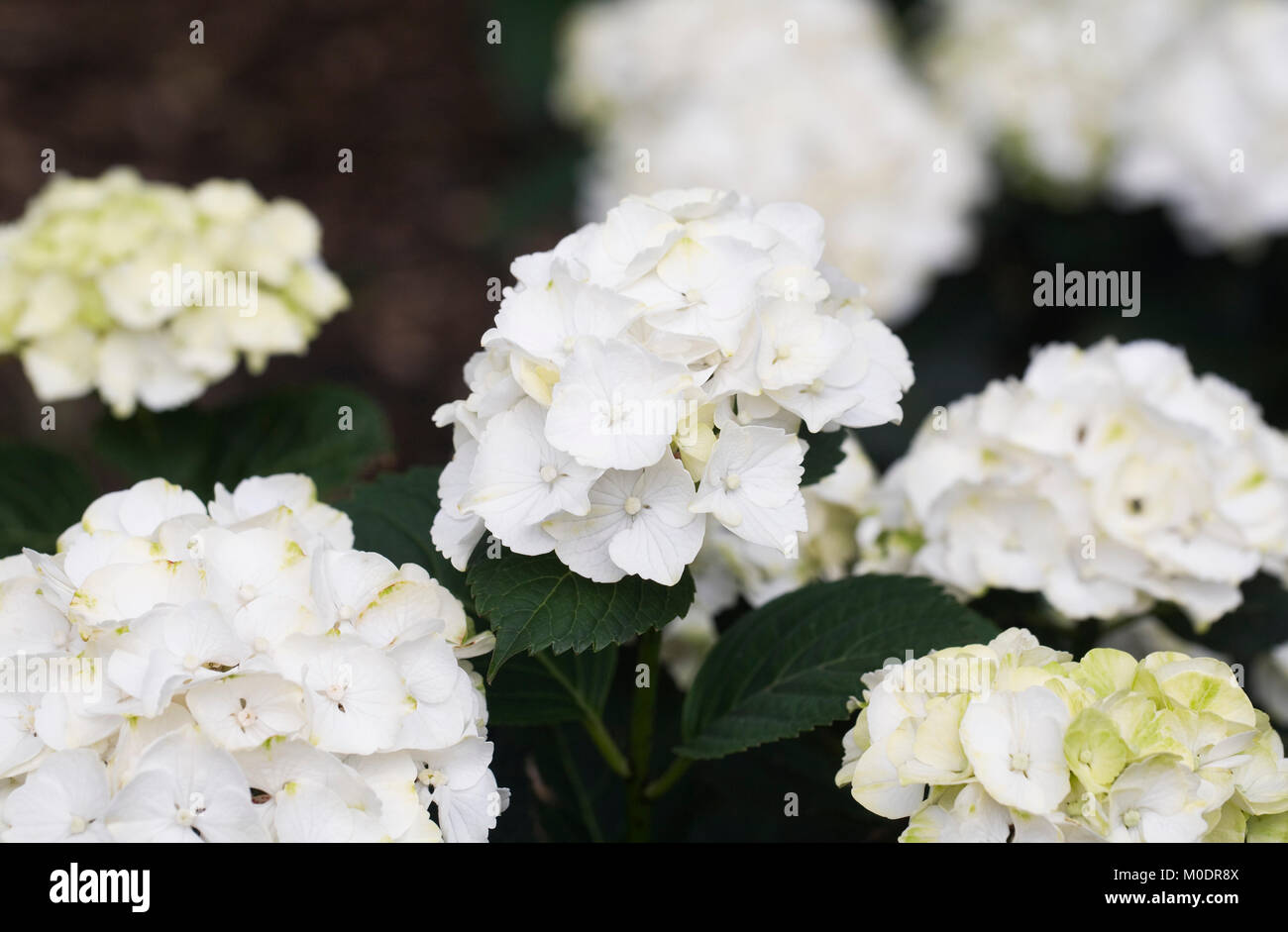 Hydrangea macrophylla 'Caipirinha' Fiori. Foto Stock