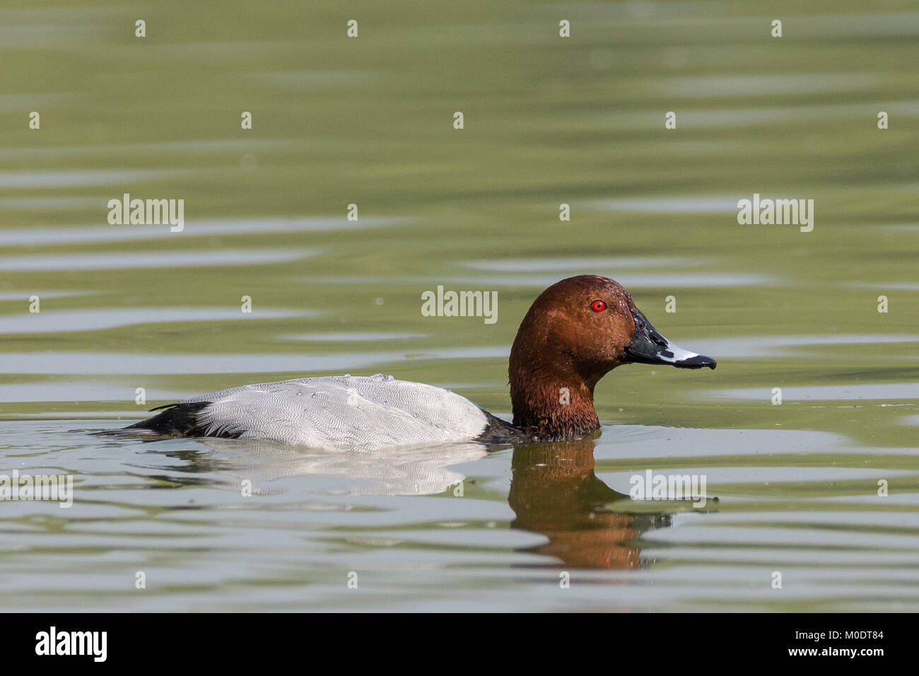 Comune Pochard (Aythya ferina) a Thol Bird santuario, Gujarat, India Foto Stock