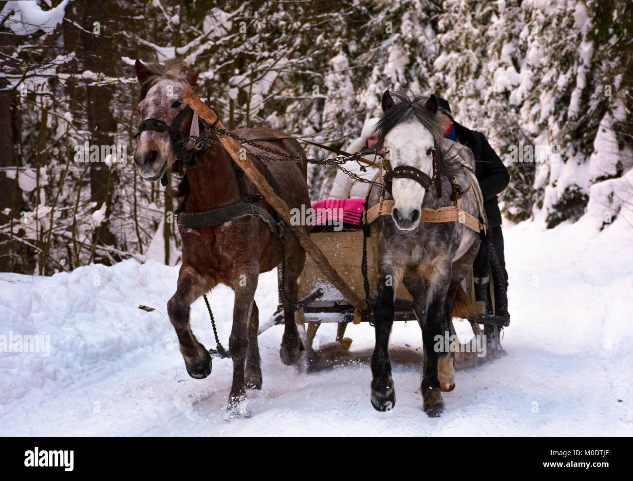 A cavallo di due ardesia a cavallo nei boschi innevati. passatempo divertente e di momenti felici della stagione invernale Foto Stock