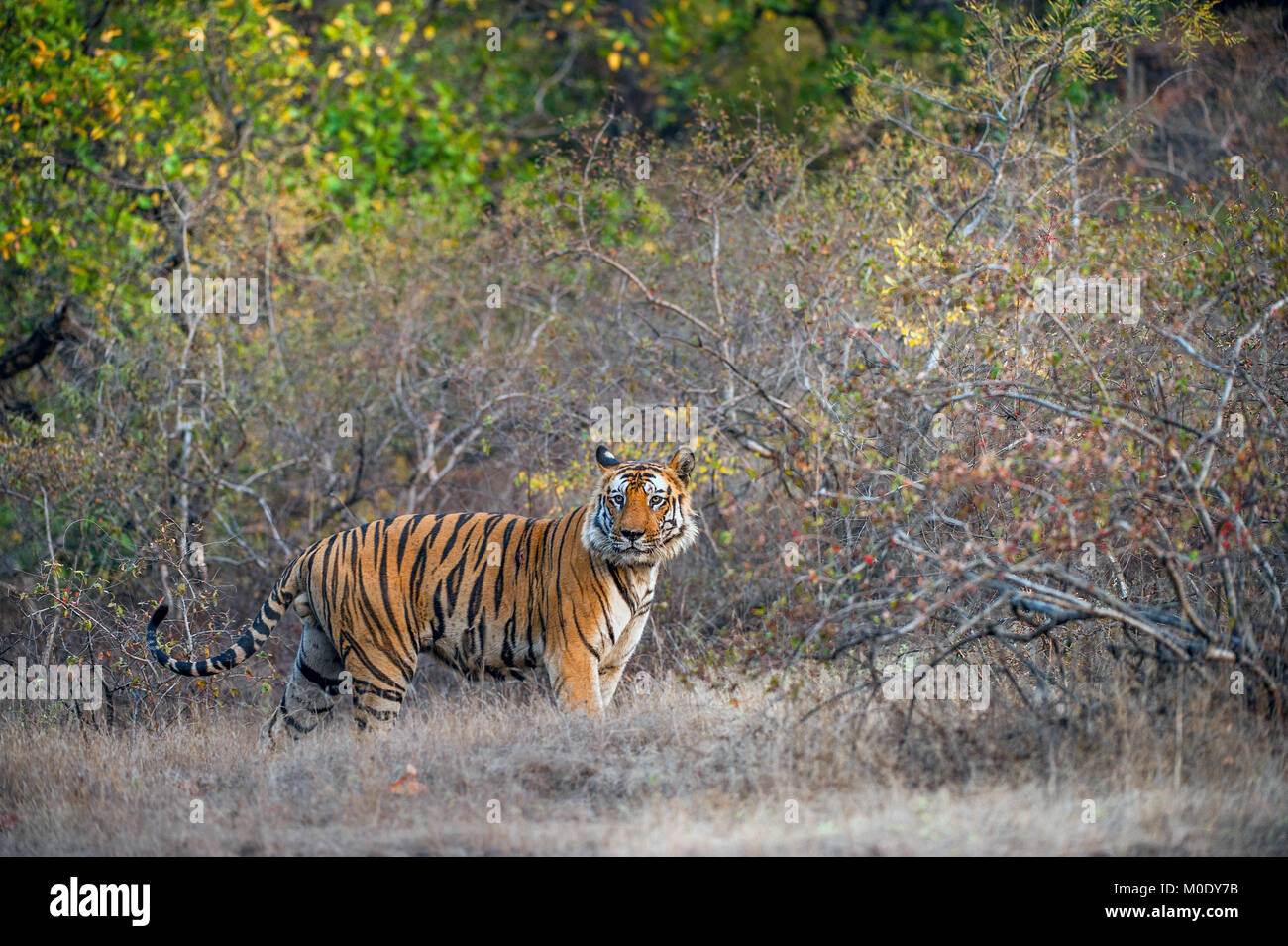 Giovani tigre del Bengala in habitat naturali. Il Bengala (Indiana) tiger Panthera tigris tigris. Parco nazionale di India Foto Stock