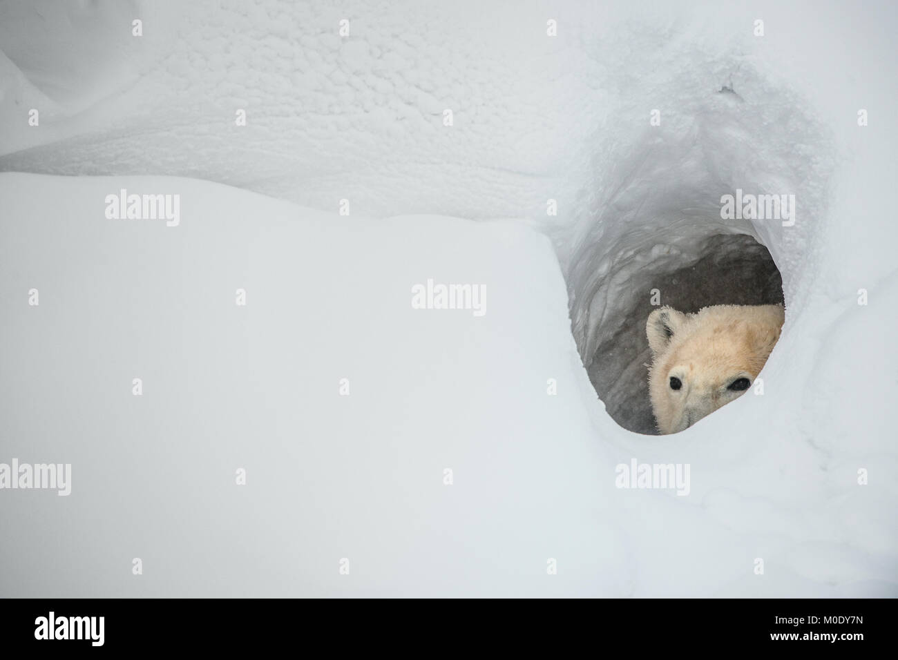 Un orso polare è guardando fuori della den foro. Canada Foto Stock