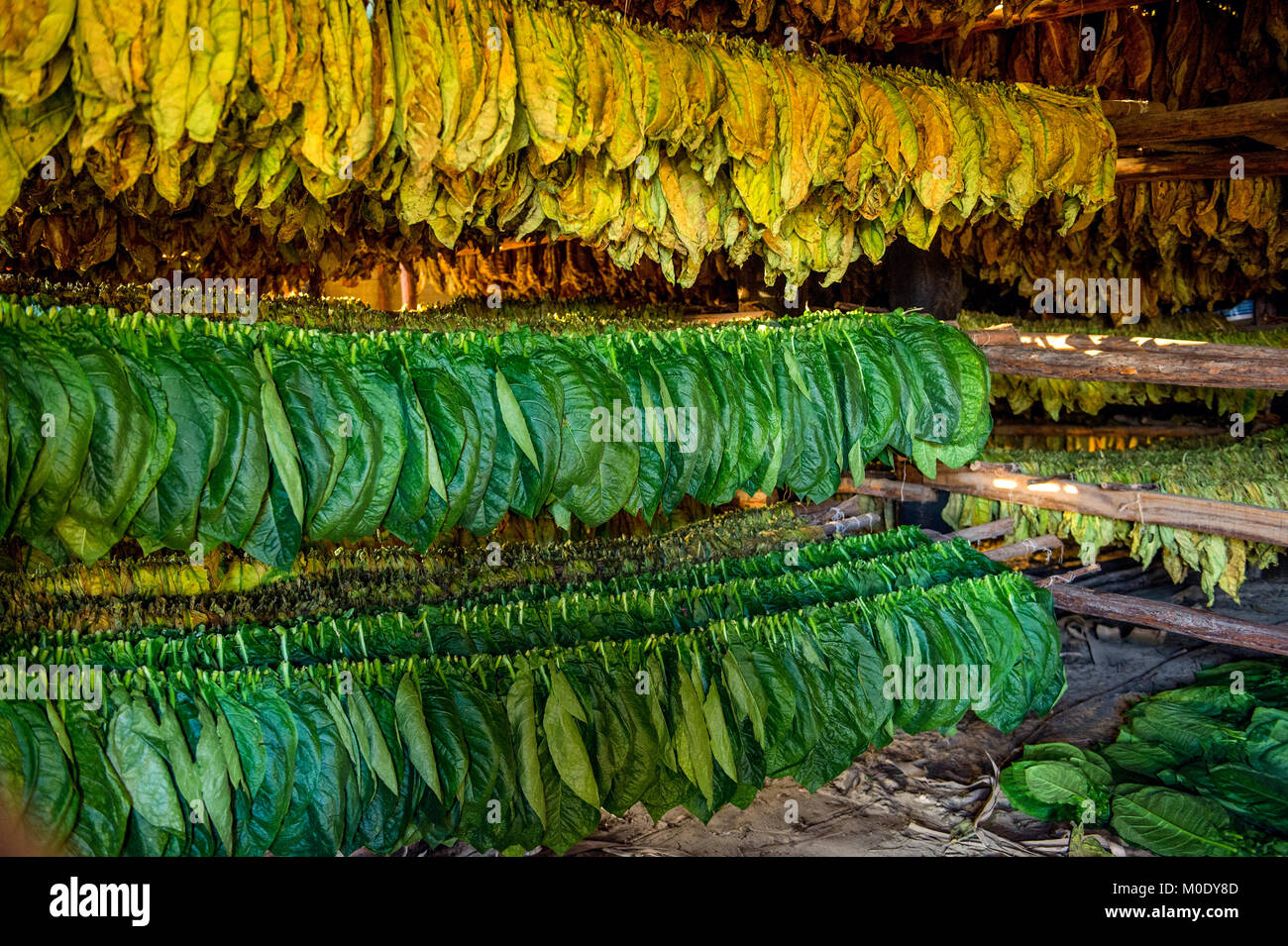 L'essiccazione delle foglie di tabacco per la produzione dei sigari cubani Foto Stock