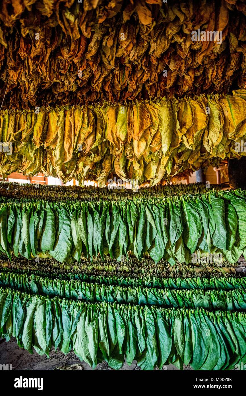 L'essiccazione delle foglie di tabacco per la produzione dei sigari cubani Foto Stock