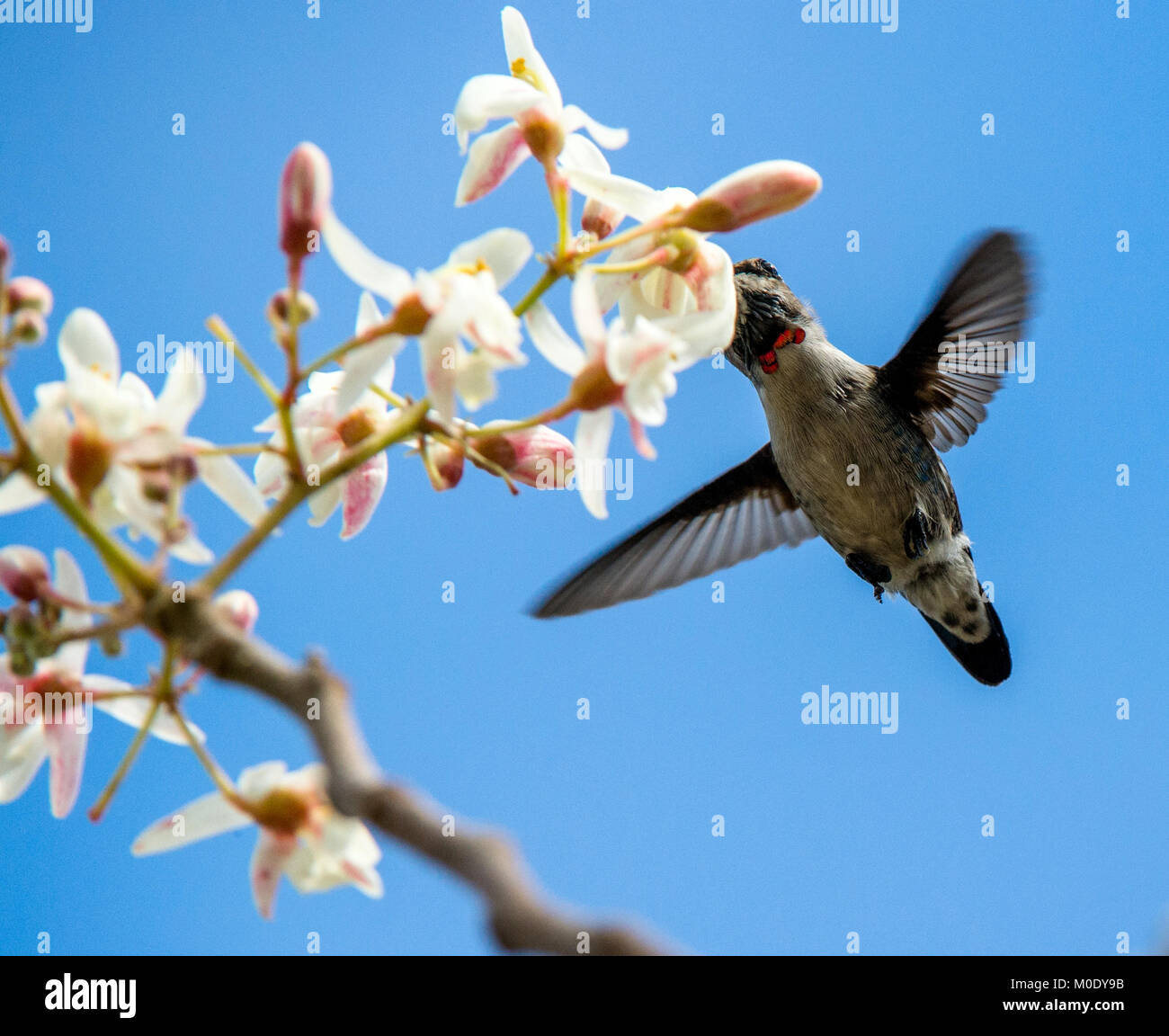 Flying cubano Hummingbird Bee (Mellisuga helenae) singolo adulto stelo maschio, penisola di Zapata, Cuba, dei Caraibi.Bee colibrì sono il più piccolo degli uccelli Foto Stock