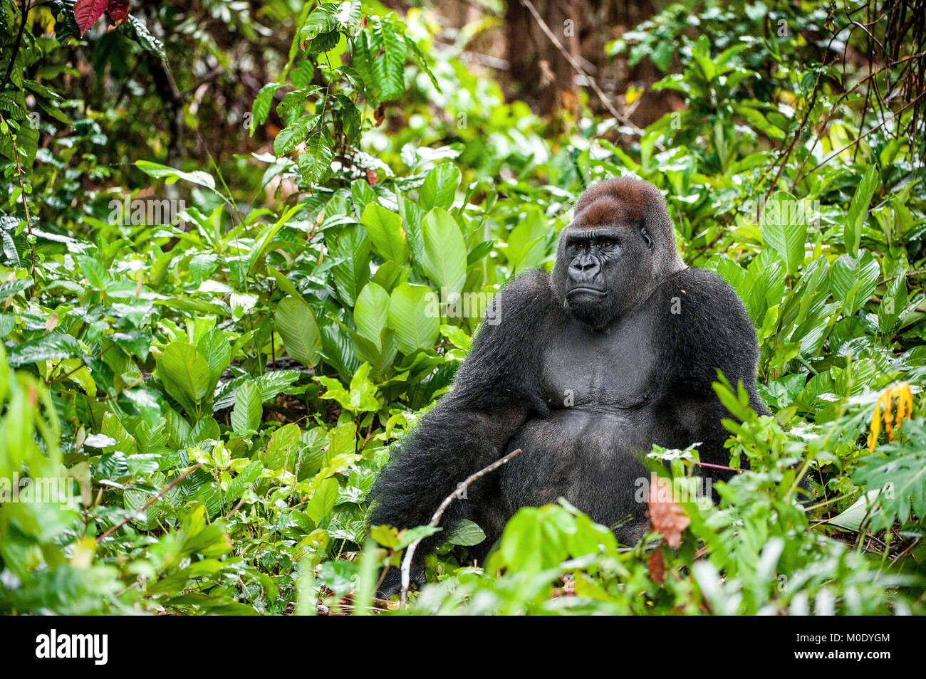 Ritratto di una pianura occidentale (gorilla Gorilla gorilla gorilla) chiudere fino a breve distanza. Silverback - maschio adulto di un gorilla in un habitat naturale Foto Stock