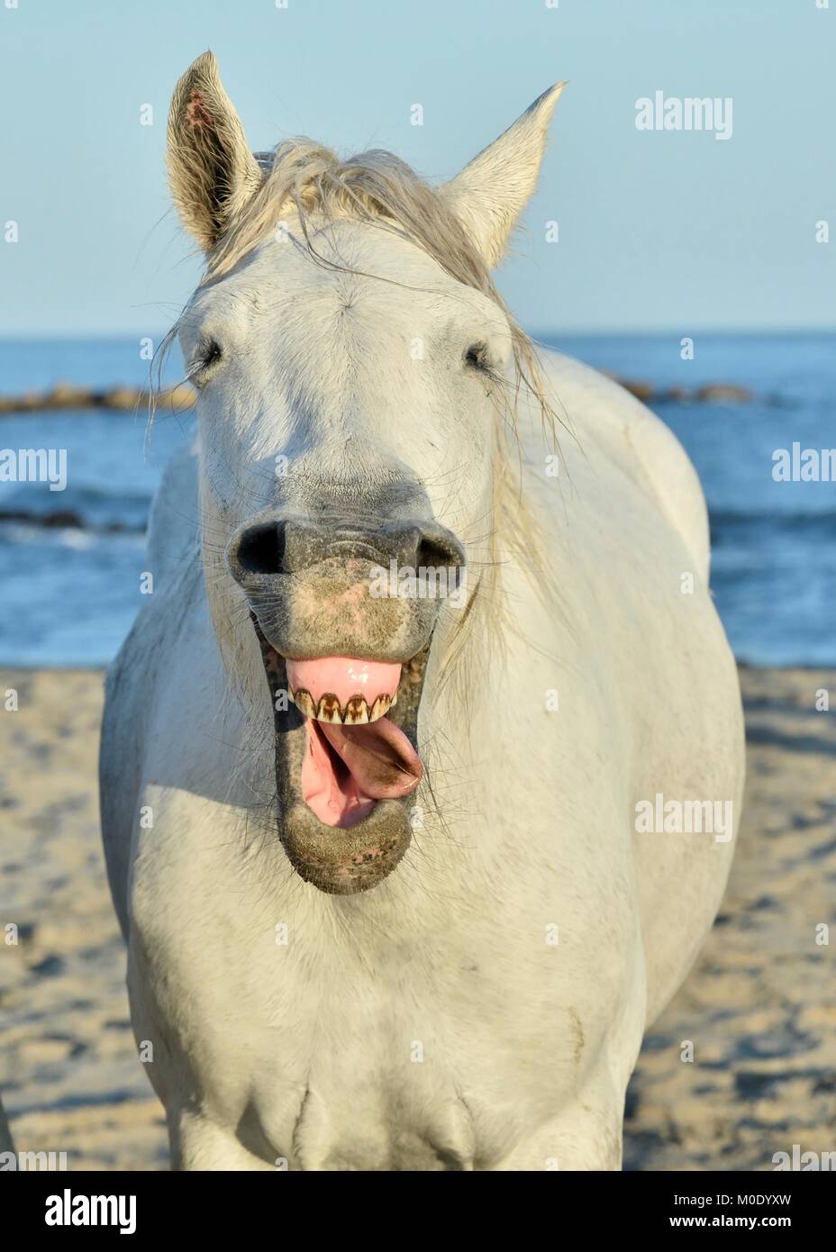 Divertente ritratto di un cavallo di ridere. Cavalli Camargue sbadigli, guardando come egli è di ridere. Foto Stock
