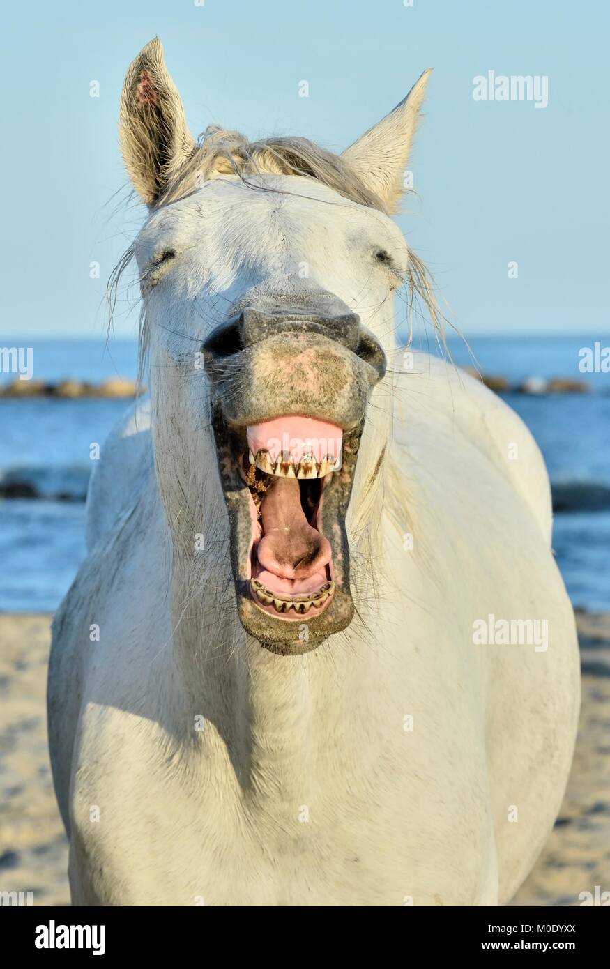 Divertente ritratto di un cavallo di ridere. Cavalli Camargue sbadigli, guardando come egli è di ridere. Foto Stock