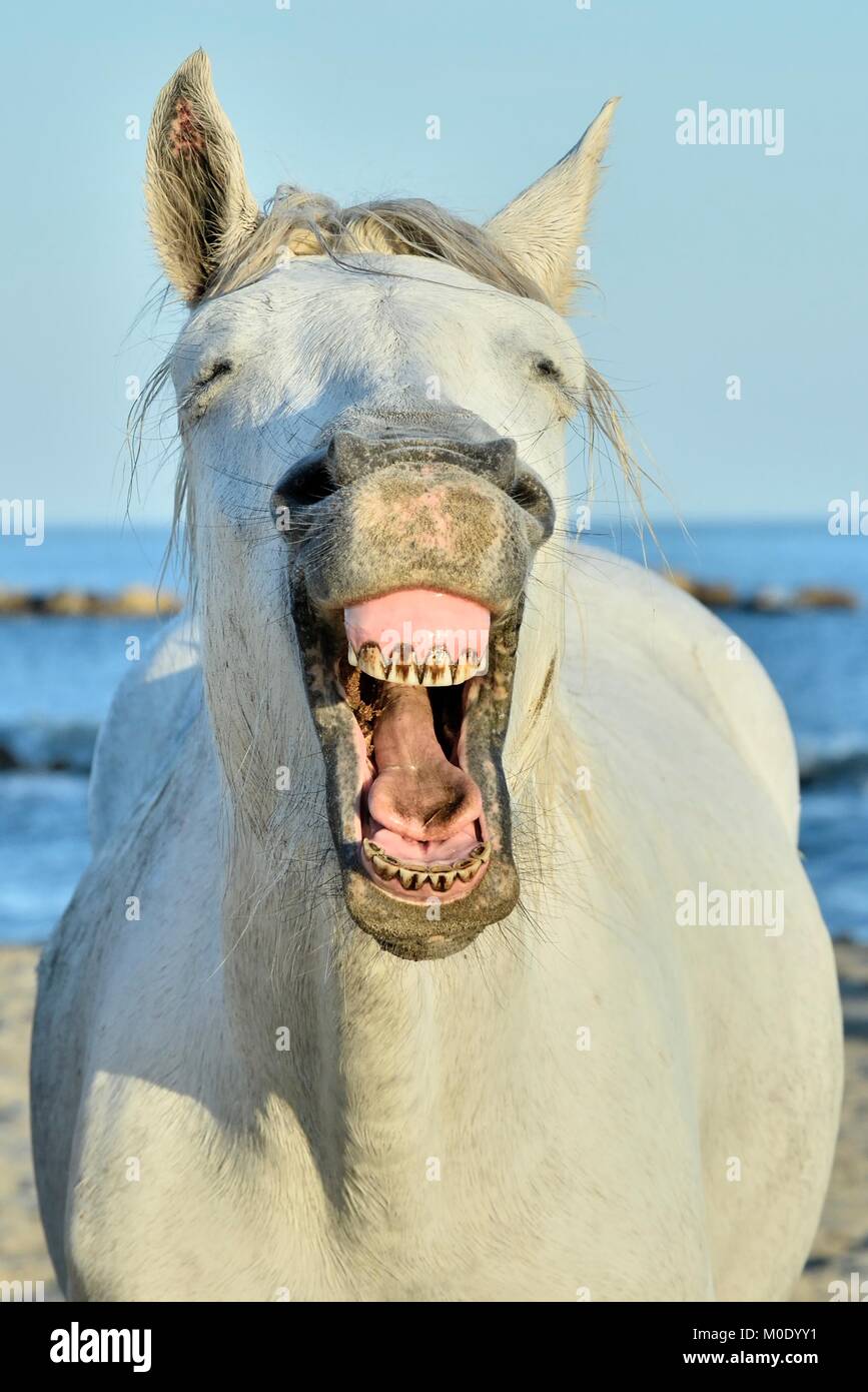 Divertente ritratto di un cavallo di ridere. Cavalli Camargue sbadigli, guardando come egli è di ridere. Foto Stock