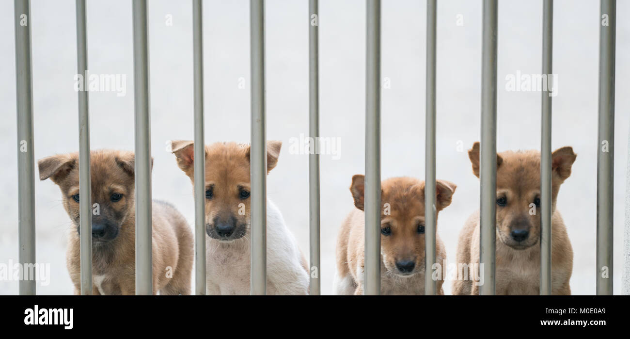 Un piccolo delizioso interno tailandese cane Foto Stock