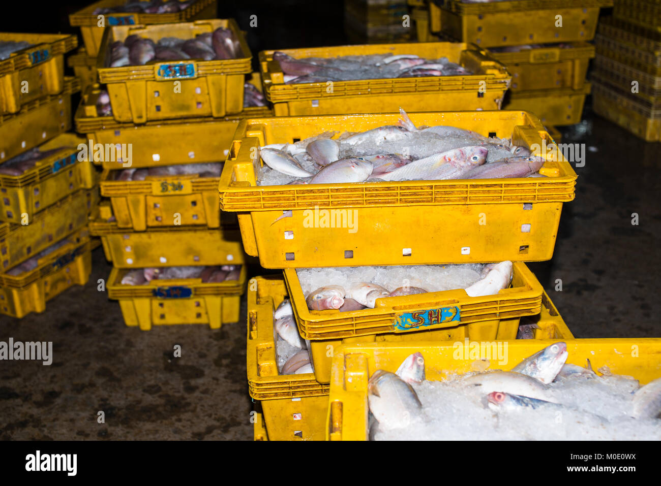 Scatole di pesce, il fiume Mekong Delta Foto Stock