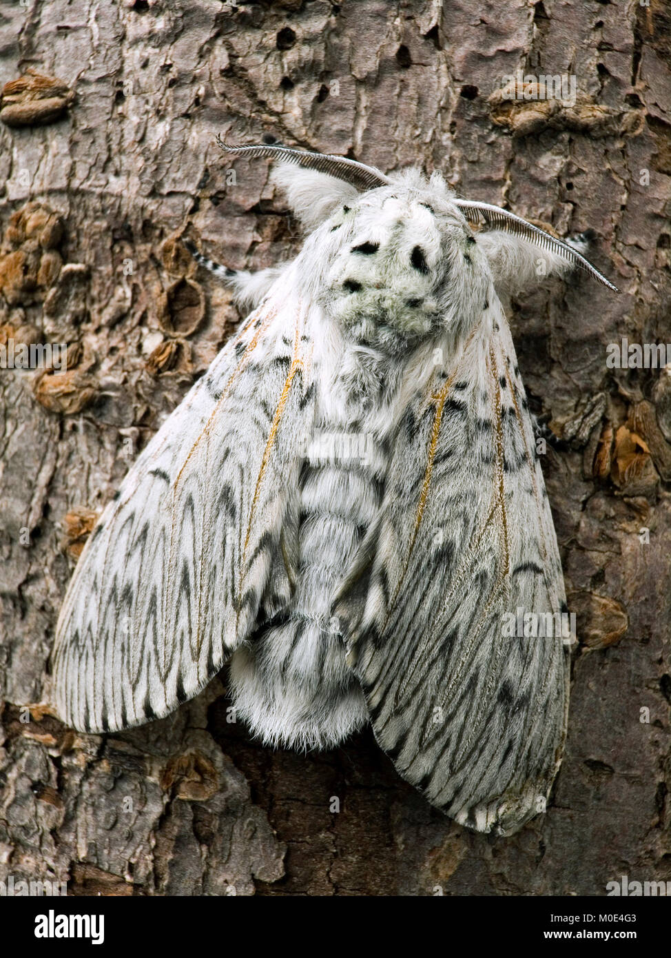 Puss Moth Cerura vinula Foto Stock