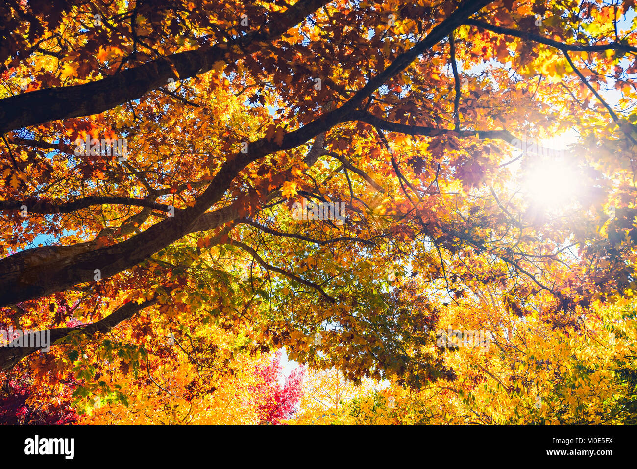 Bella tranquilla scena di Autunno nel parco con il sole che splende attraverso i rami degli alberi Foto Stock
