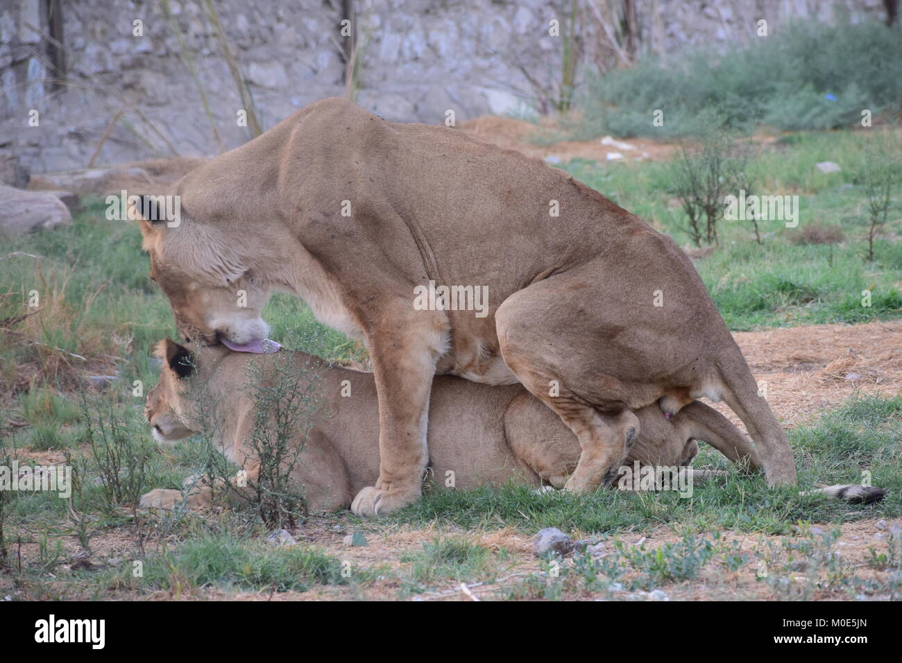 Il leone è accoppiato Foto Stock