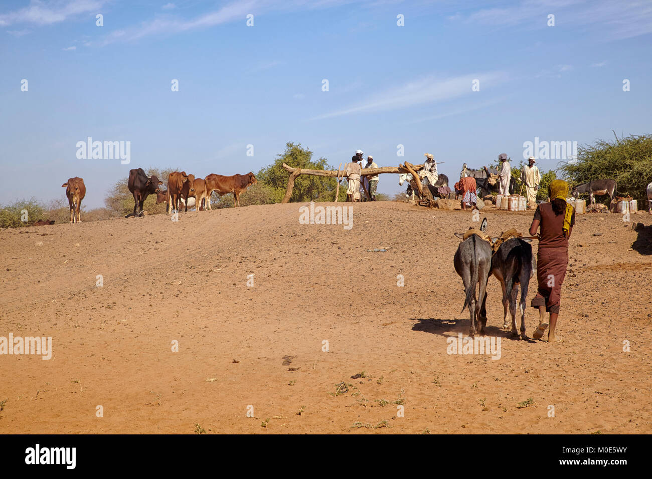 Persone il recupero di acqua da un pozzo con un asino vicino Naqa, Sudan (Nord Sudan), Africa Foto Stock