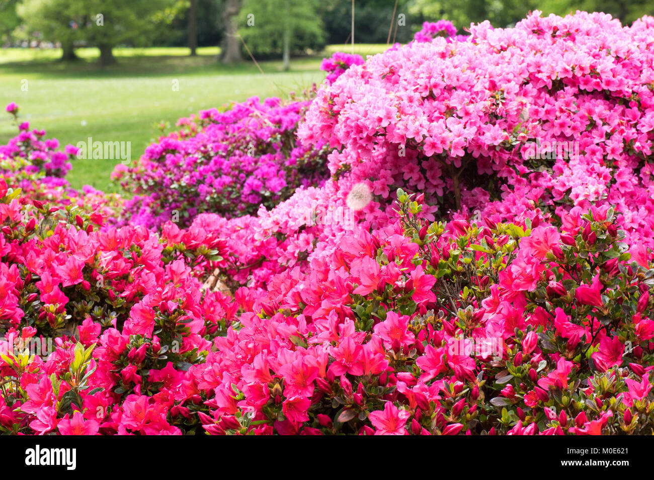 Multicolore di rosa fiori di confine Foto Stock