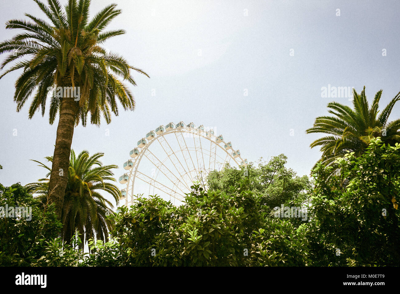 Ferris weel e Palm su soleggiate giornate estive Foto Stock