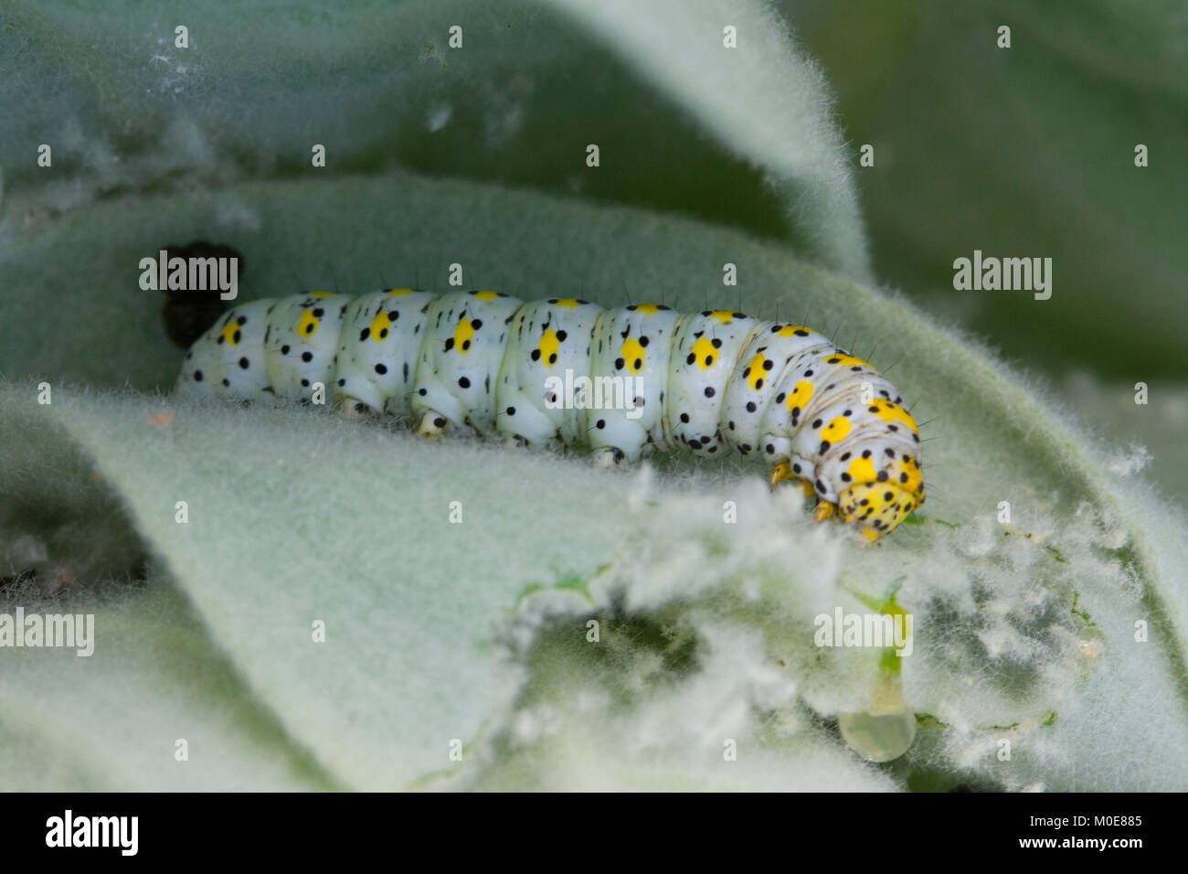 Mullein moth caterpillar alimentazione su foglia mullein Foto Stock