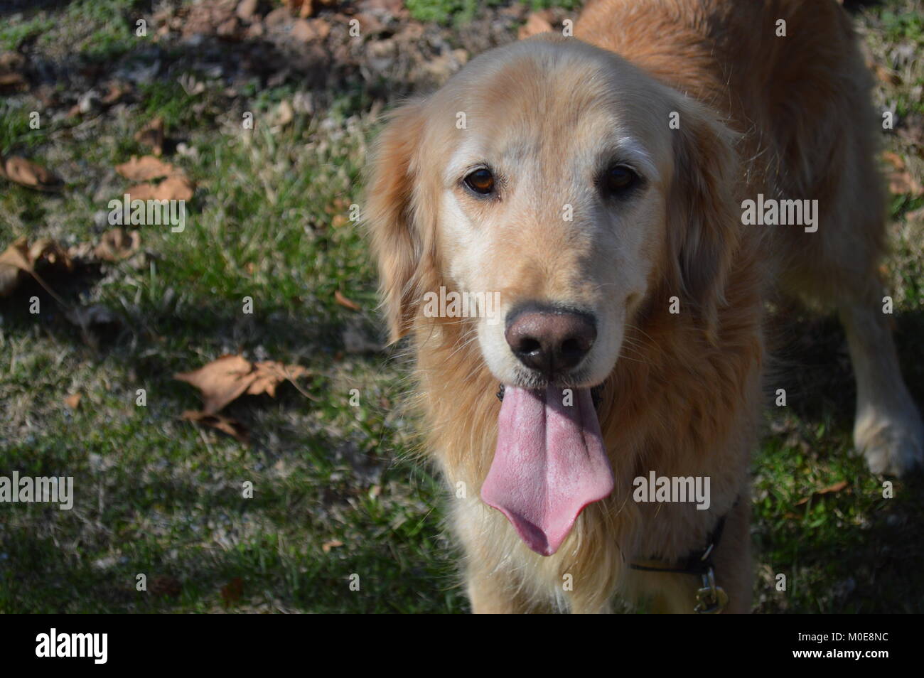 Un Golden Retriever con linguetta sporgente. Il suo nome è in contanti (chiamato dopo il Tango e Cash) e lui è il più amorevole, stupido cane nel mondo. Foto Stock