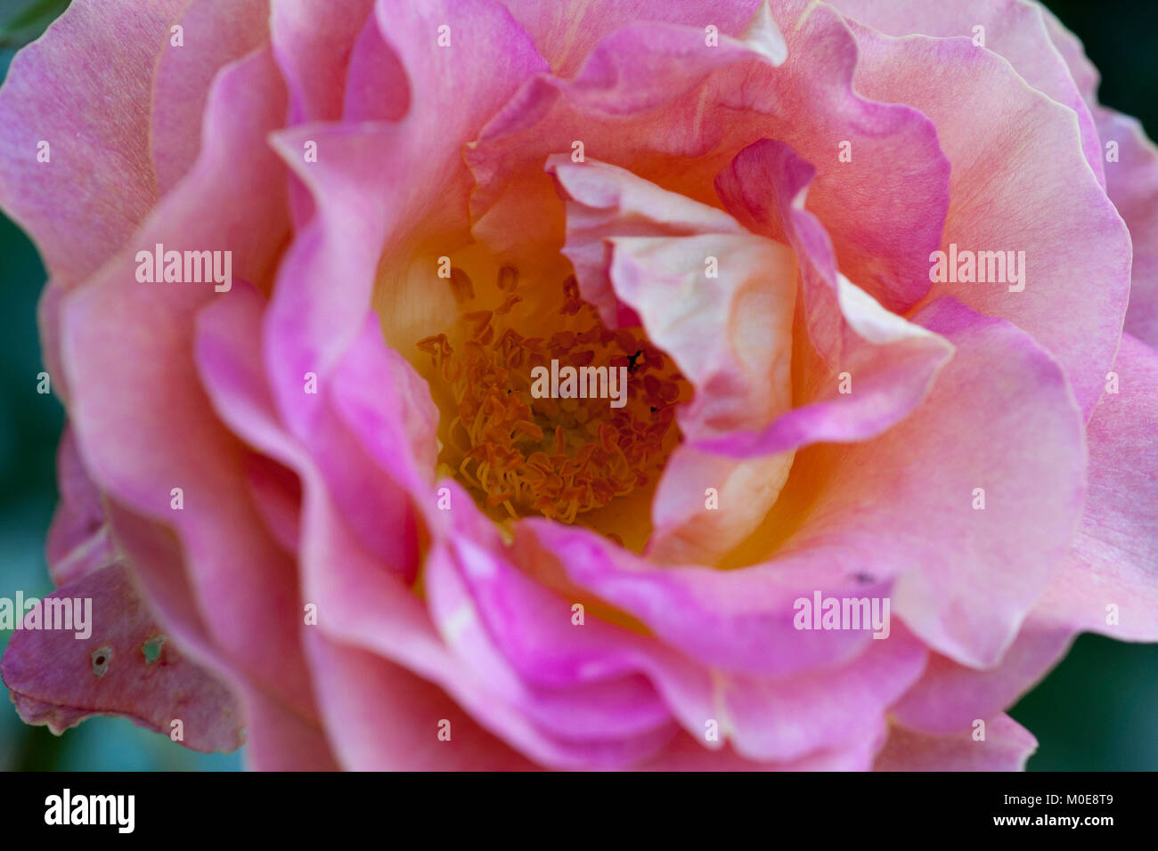 In vecchio stile rosa rosa Foto Stock