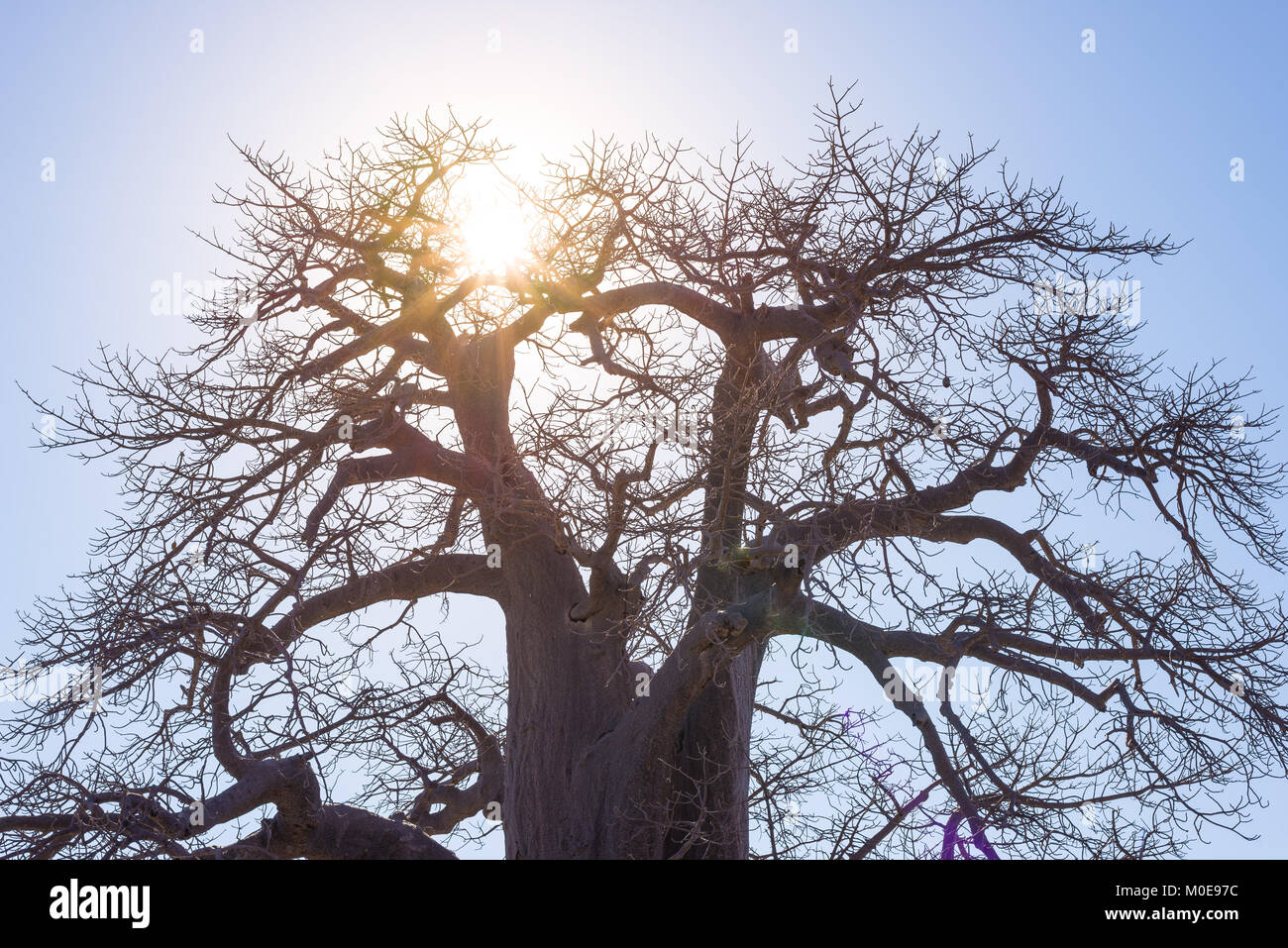 Baobab con sun star in controluce, savana africana con cielo blu chiaro a sunrise. Il Botswana, uno dei più interessanti della destinazione di viaggio in Africa. Foto Stock
