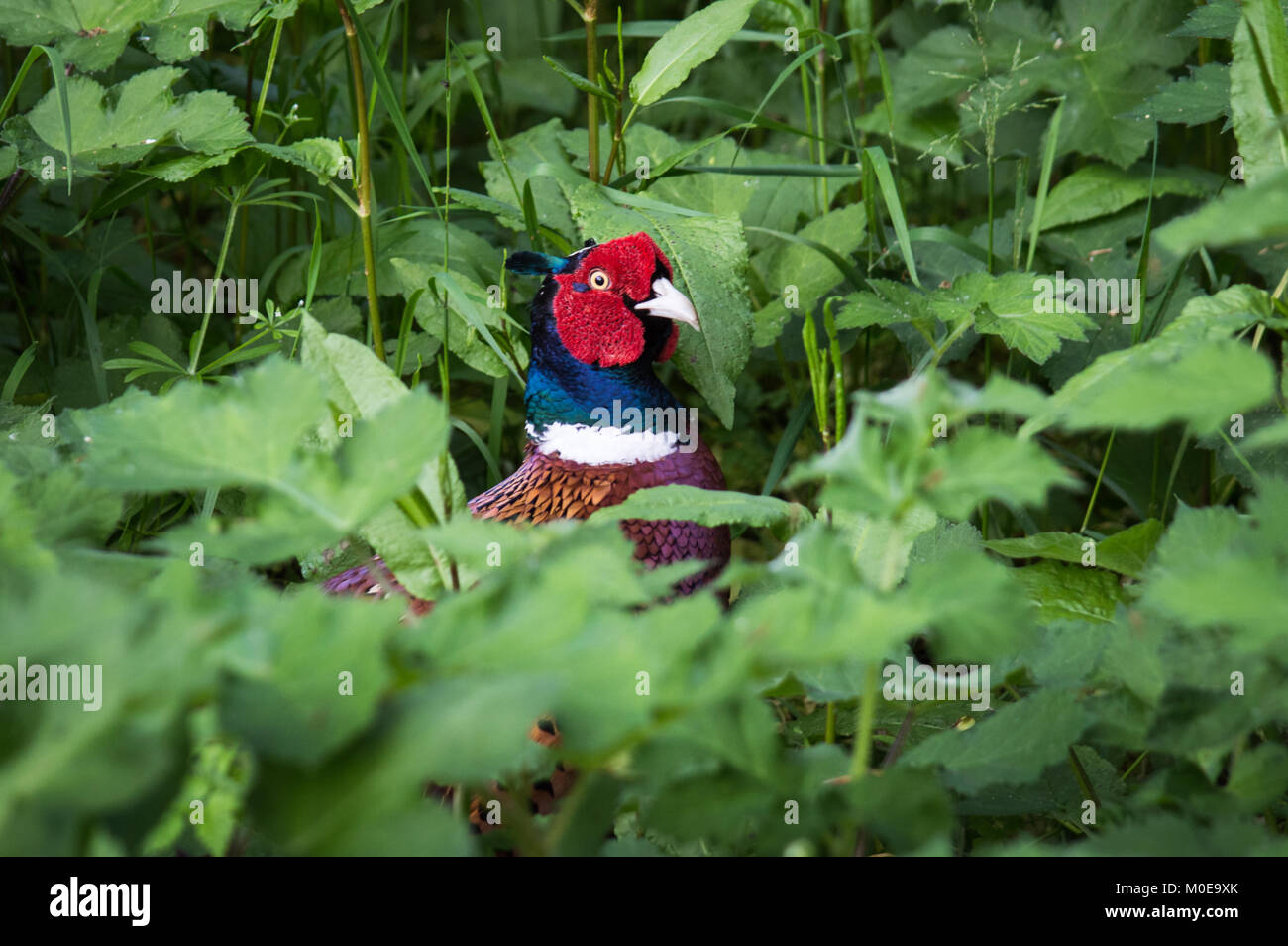 Un fagiano il peering fuori da sottobosco Foto Stock