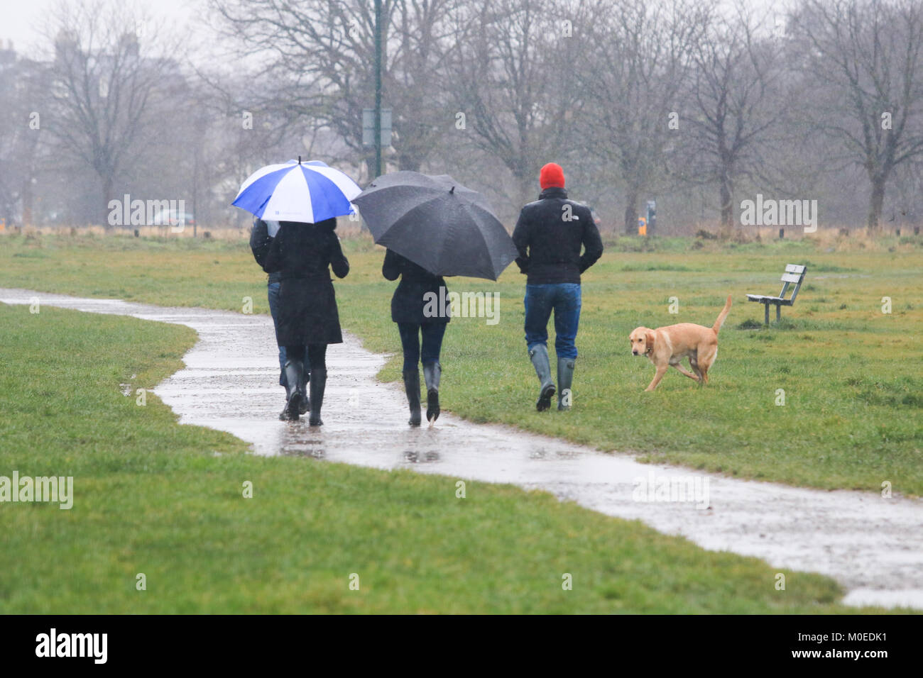 Londra REGNO UNITO. Il 21 gennaio 2018. I pedoni a piedi con brollies su Wimbledon Common nel congelamento pioggia e grandine in un freddo miserabile domenica Foto Stock