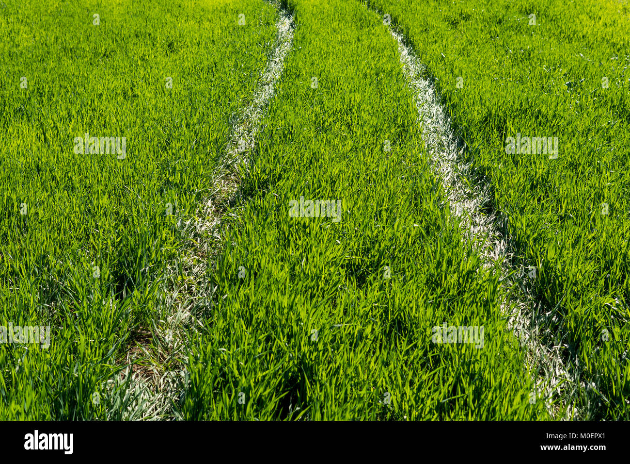 Il percorso su un prato attraverso l'erba verde Foto Stock