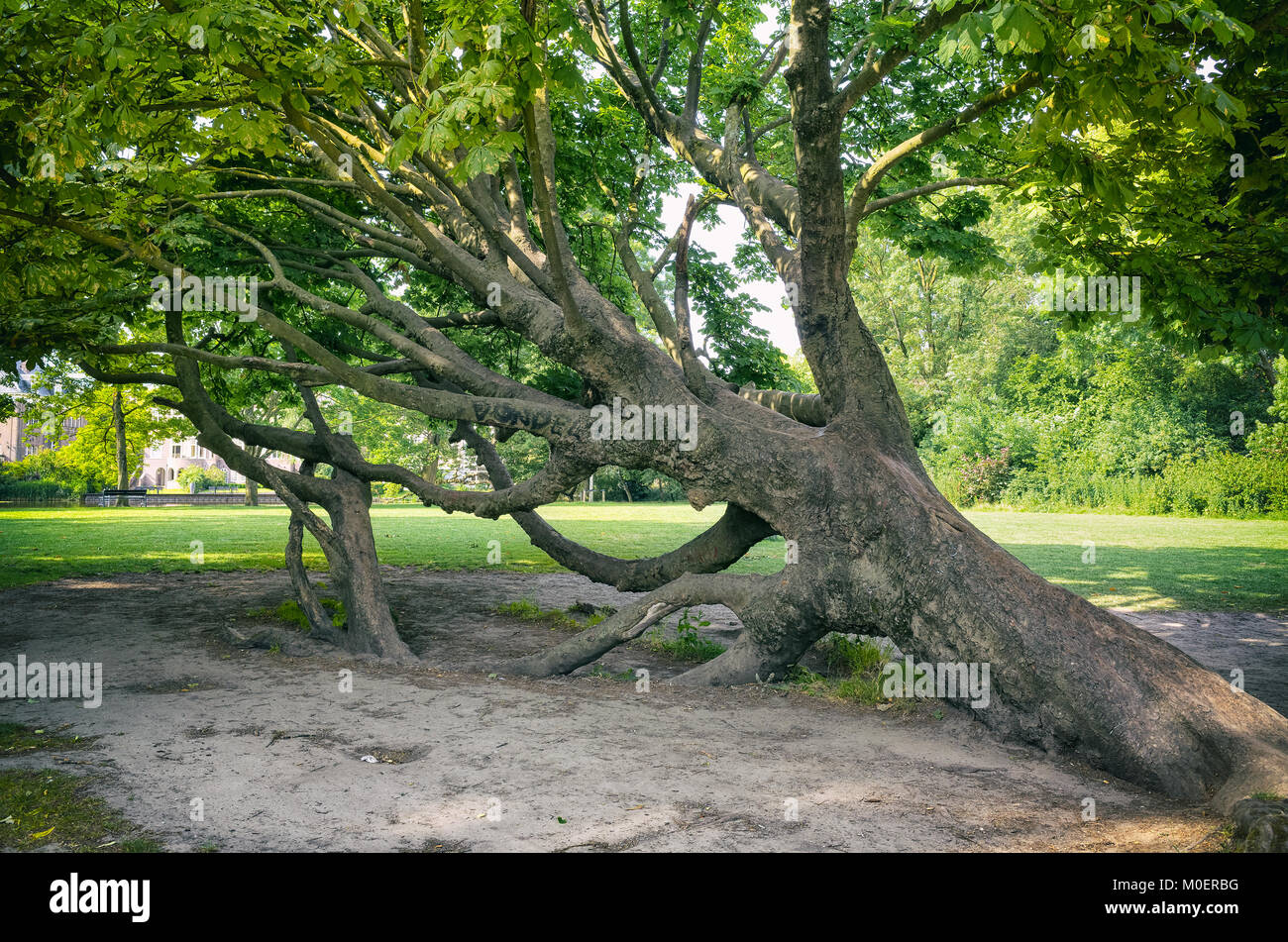 Grande albero caduto ancora vivo e verde con le radici visibili nel Parco di Vondel park di Amsterdam, Nederlands Foto Stock
