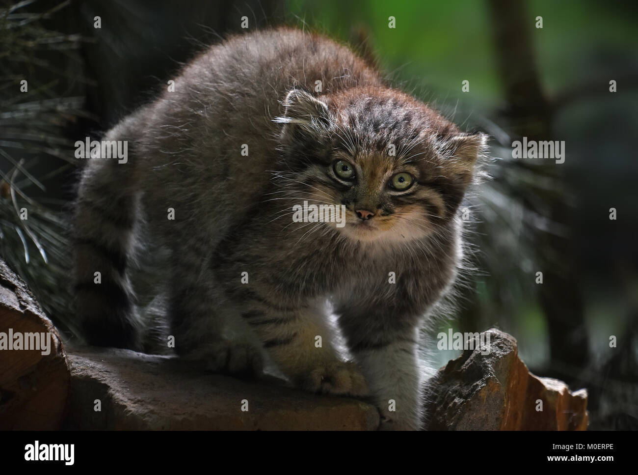 Close up ritratto di uno carino gattino Manul (l'Pallas's cat o Otocolobus manul) guardando la fotocamera a basso angolo di visione Foto Stock