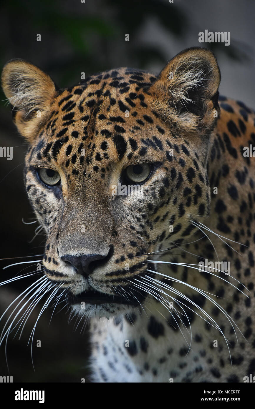 Faccia a faccia close up ritratto di leopardo persiano (Panthera pardus saxicolor) guardando la fotocamera a basso angolo di visione Foto Stock