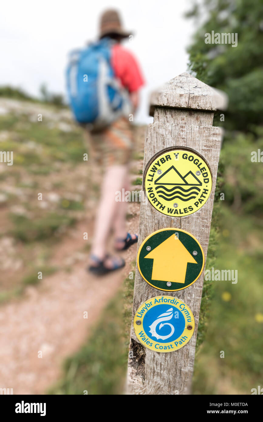 Donna walker con Wales coast Path segno sul sentiero, Little Orme, Conwy, Wales, Regno Unito Foto Stock