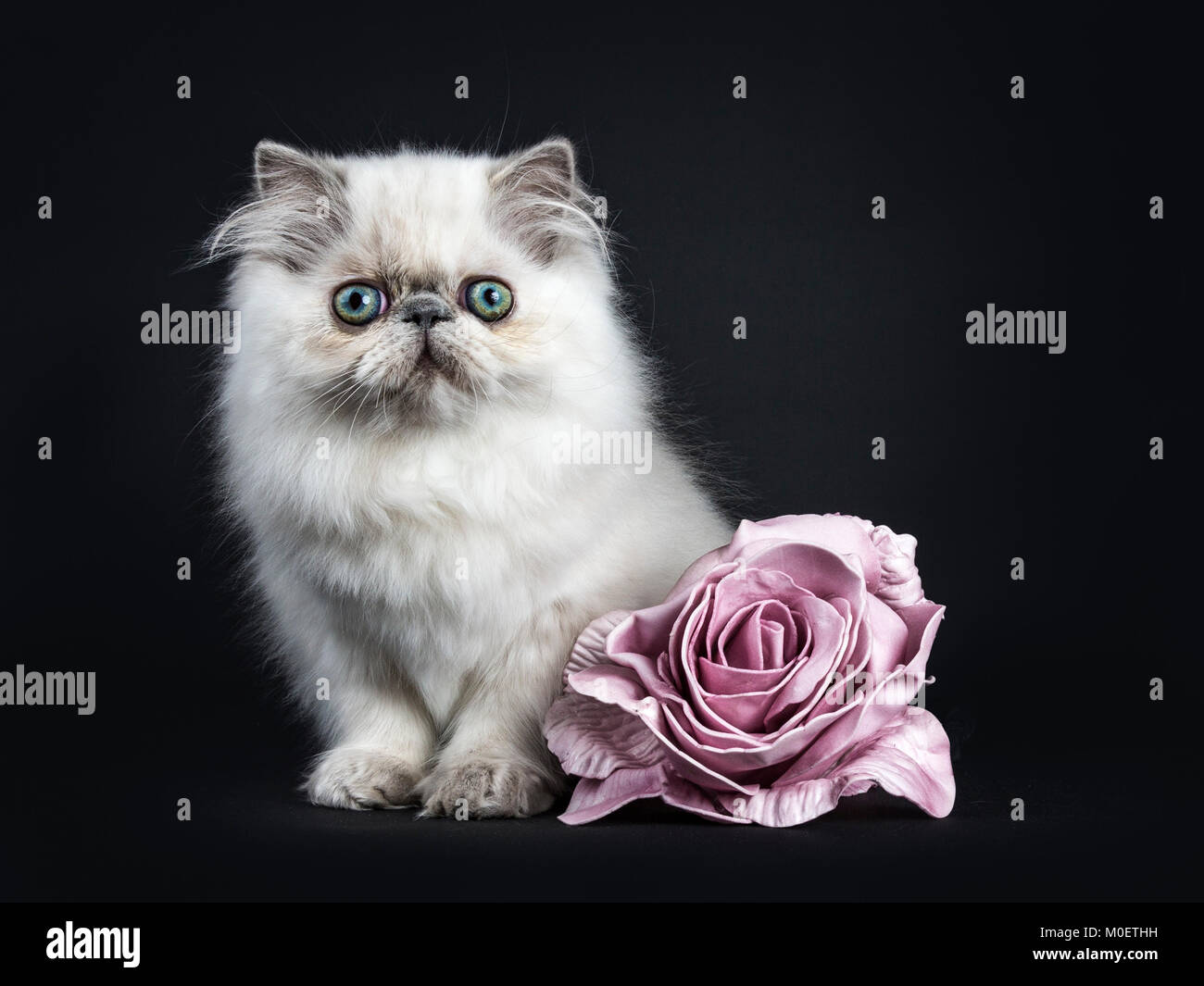 Il persiano longhair cat / gattino seduto isolato su sfondo nero guardando con rosa rosa fiore Foto Stock