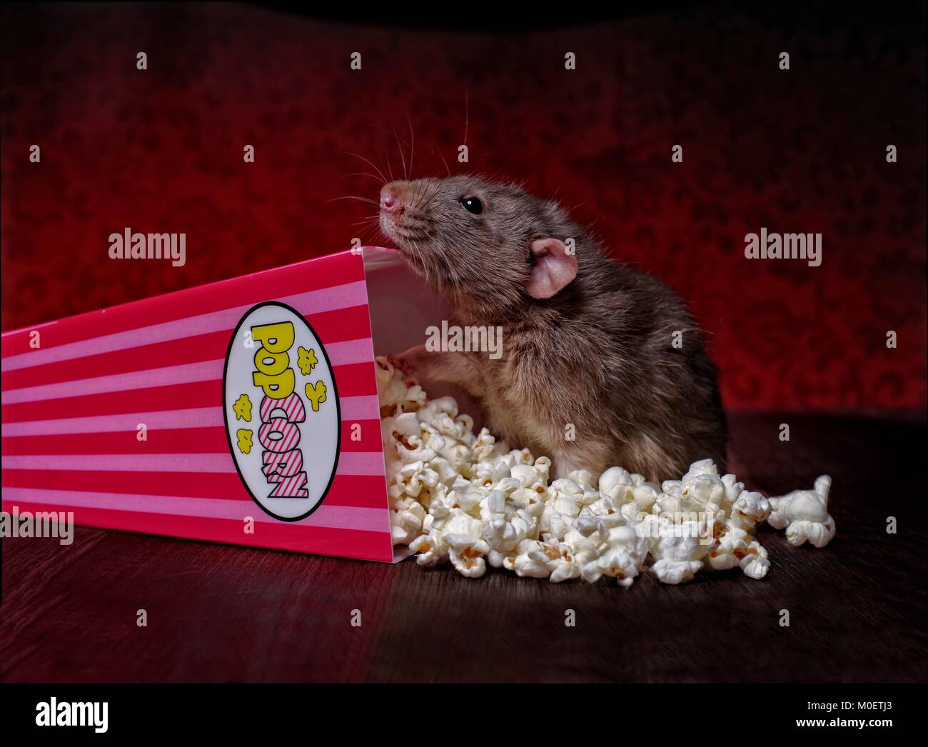 Simpatico roditore mangiare popcorn in un cinema. Foto Stock